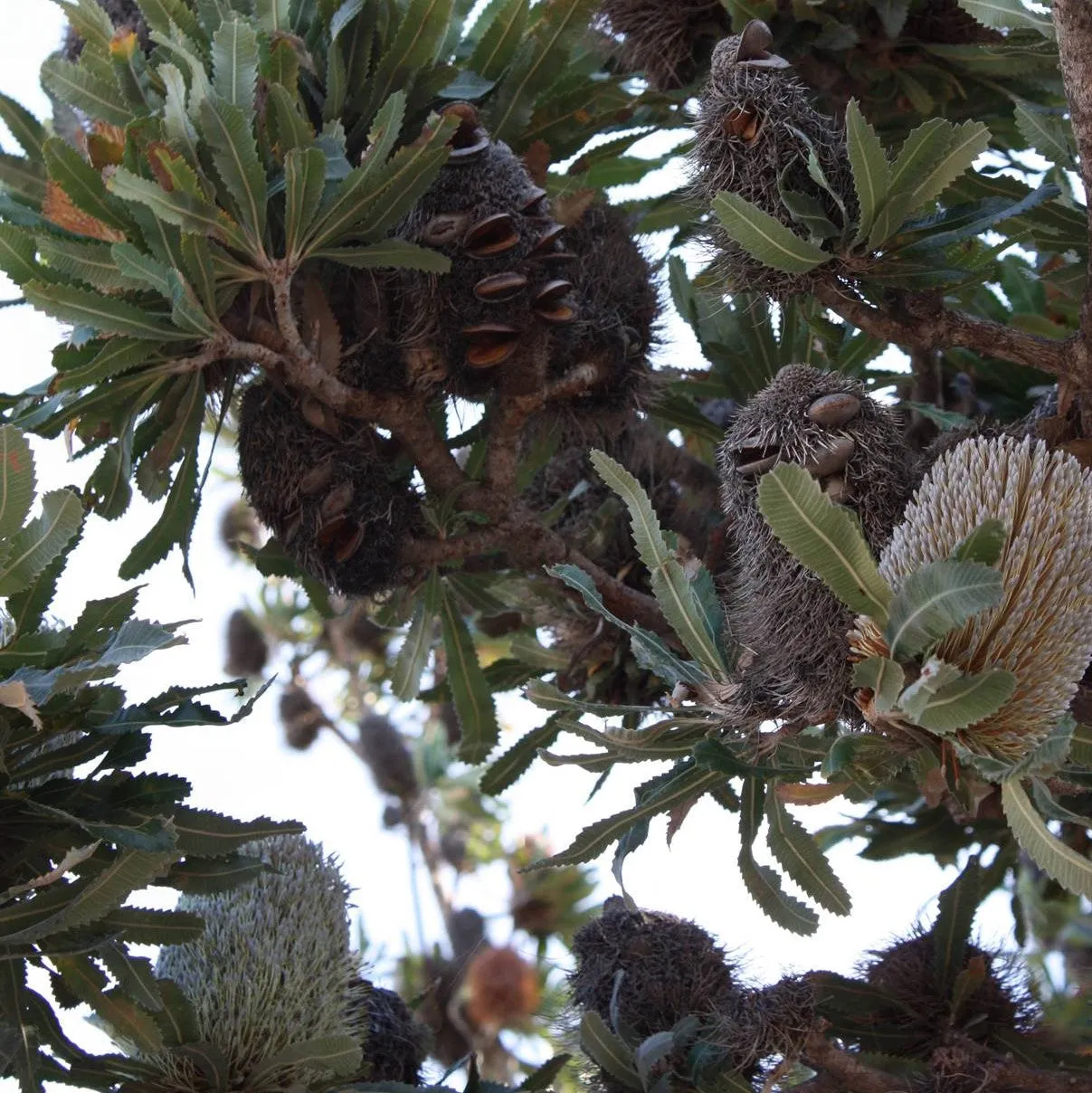 Banksia Hollow Tea Lights